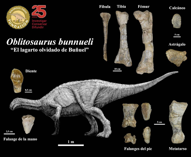 Ilustración de ‘Oblitosaurus bunnueli’ y sus fósiles realizada por Daniel Ayala. /  Fundación Dinópolis