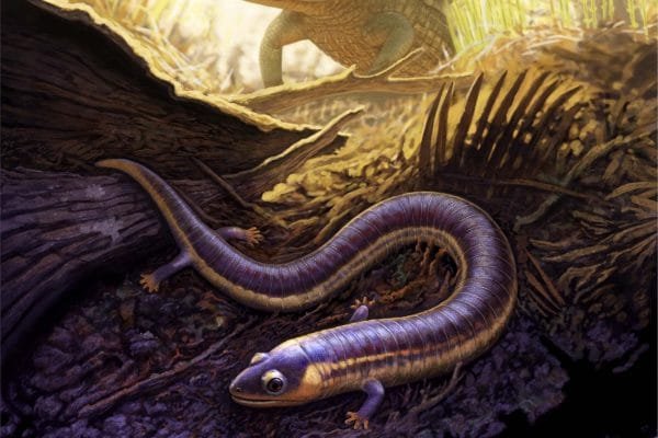 El fósil más antiguo de una cecilia aclara el origen de los anfibios actuales 41586 2022 5646 Fig4 ESM