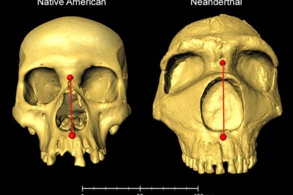 Algunos humanos han heredado narices mas altas de los neandertales