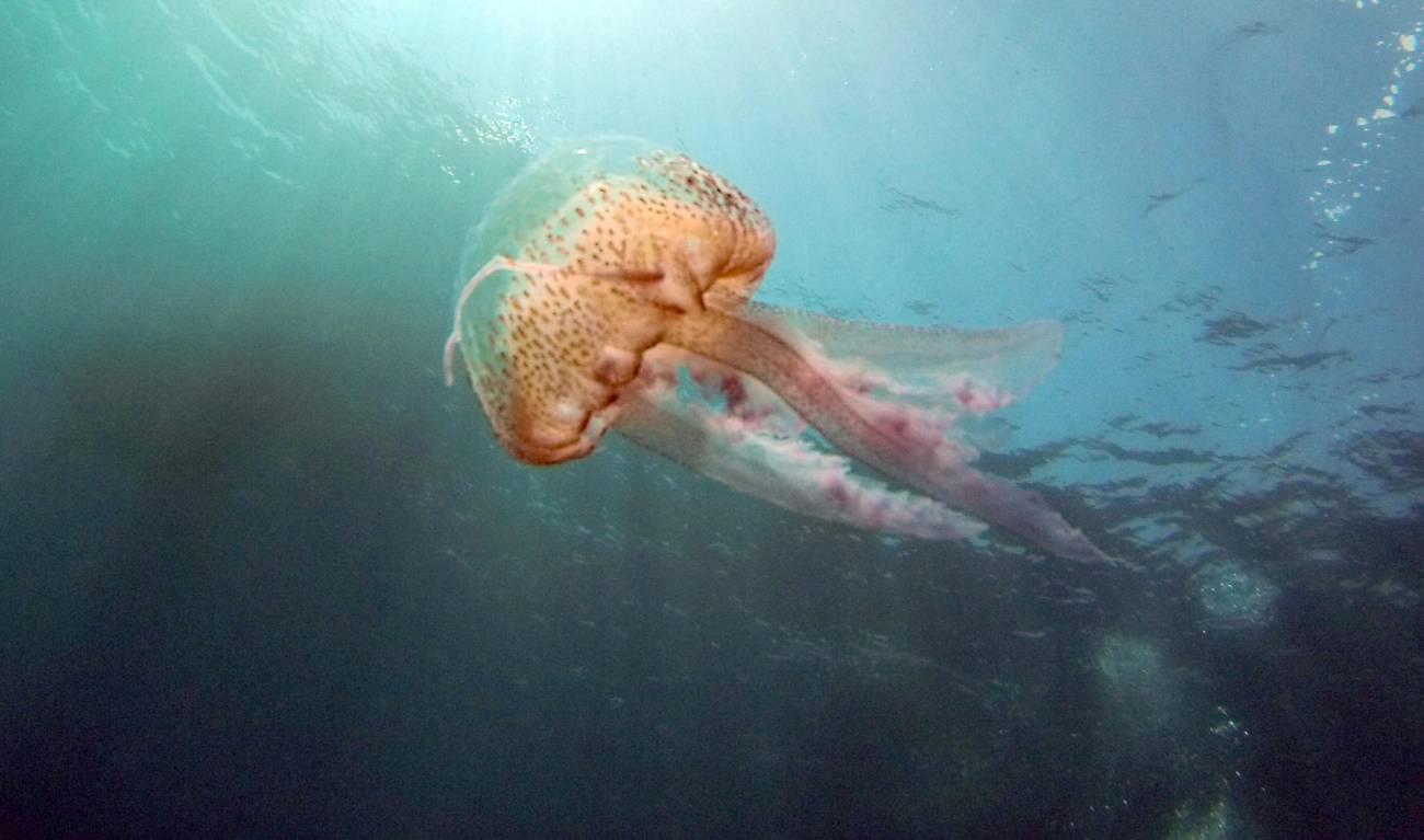 Contaminacion organica y ausencia de depredadores causas de la proliferacion de medusas