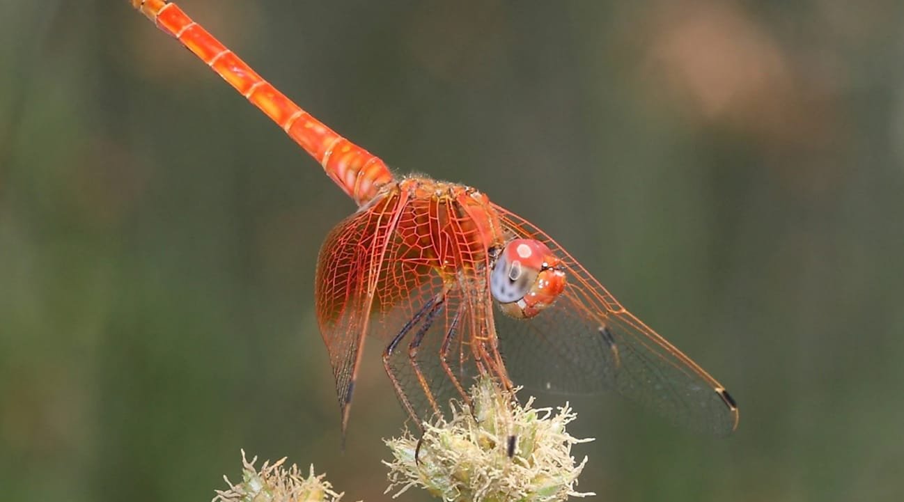 El cambio climatico impulsa las invasiones de insectos