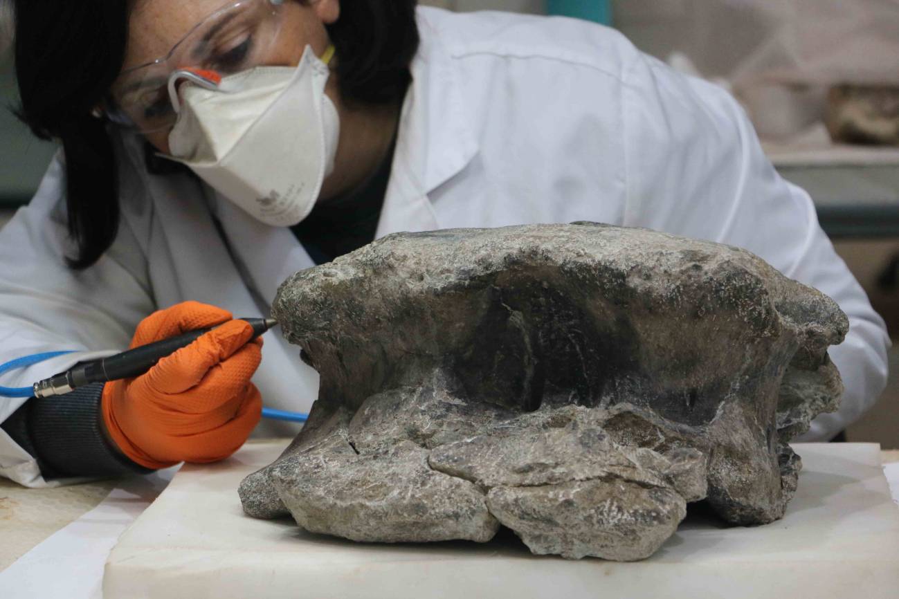 Hallados nuevos restos fosiles de un gran sauropodo en Teruel