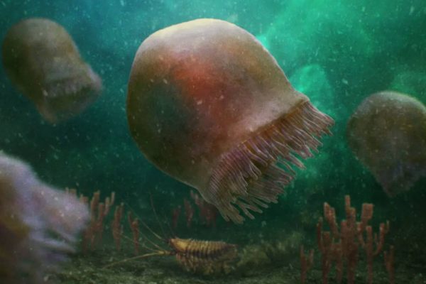 Identificada la especie de medusa nadadora mas antigua