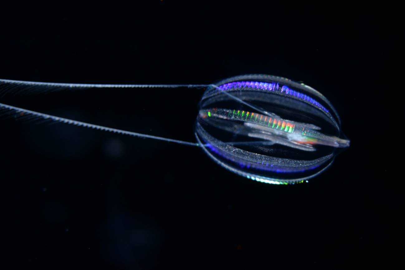 Las medusas peine son el grupo hermano de todos los animales del mundo