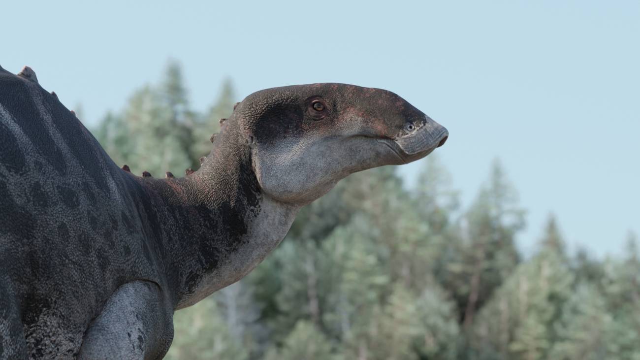 Nuevos fosiles revelan que los hadrosauridos habria vivido en la zona subantartica en el Cretacico superior