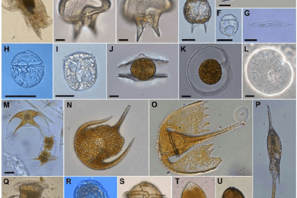 La historia evolutiva de la diversidad microbiana en los últimos 2.000 millones de años Reconstruida la historia evolutiva de la diversidad microbiana en los ultimos 2.000 millones de anos
