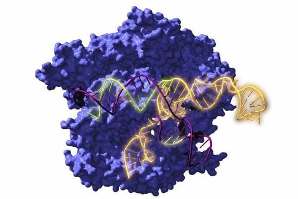 Nuevas vías en la manipulación de ADN y en el tratamiento del cáncer o la diabetes Resucitan ancestros de las tijeras geneticas CRISPR de hace 2.600 millones de anos