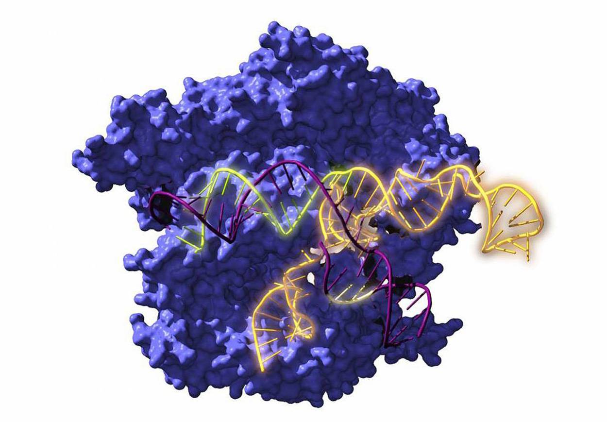 Resucitan ancestros de las tijeras geneticas CRISPR de hace 2.600 millones de anos