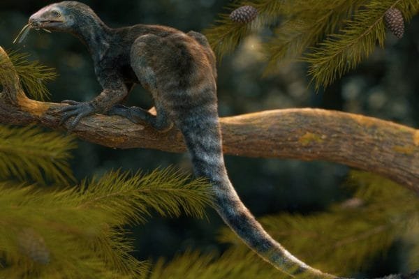 Un pequeno reptil extinto muestra que los dinosaurios y los pterosaurios evolucionaron entre diversos antepasados