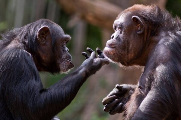 Los simios recuerdan a amigos que no han visto en decadas1