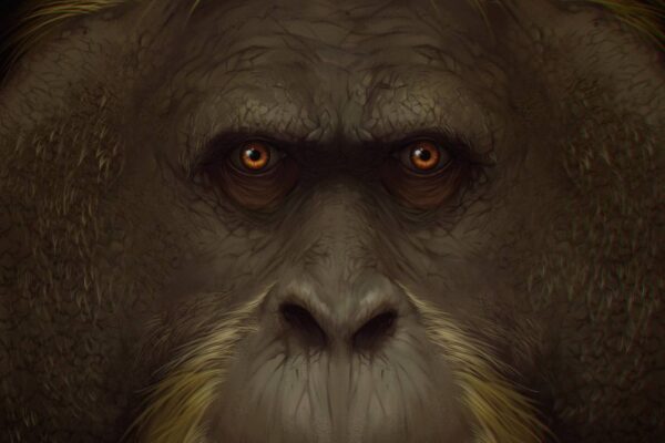Resuelto el misterio de la extincion del mayor primate conocido1