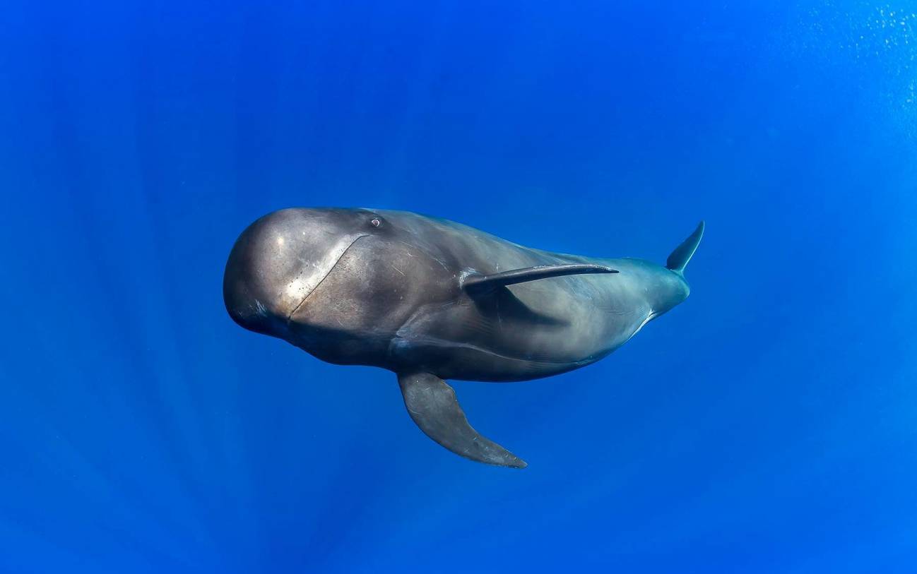 Las ballenas dentadas emiten sonidos graves para capturar alimento en las profundidades1